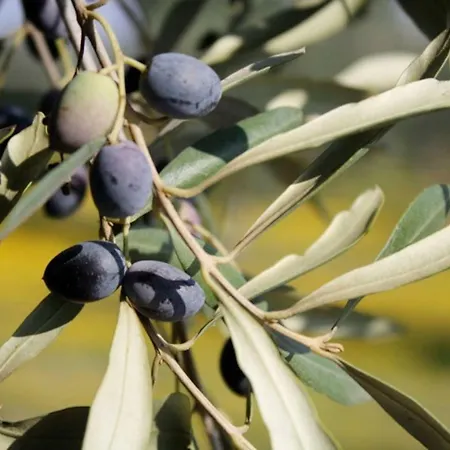 Palazzo Luceri * Galatina